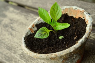 plant-786689_1920-2.jpeg