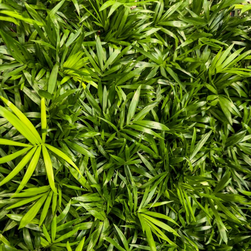 a close up of a green plant with lots of leaves